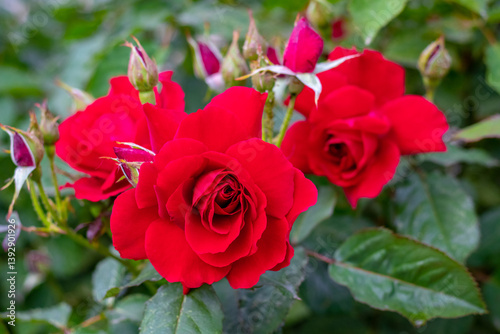 Cuadro en lienzo Group bright red Floribunda rose variety on bush with green leaves and buds, clo