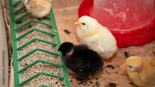 Group of four-day-old baby chickens in their natural environment with feeder and drinker containing vitamins. Concept of poultry farming, animal care, and natural food production.