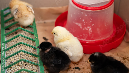 Group of four-day-old baby chickens in their natural environment with feeder and drinker containing vitamins. Concept of poultry farming, animal care, and natural food production.