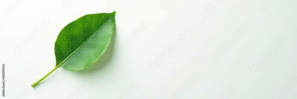 Obraz premium Single eucalyptus leaf isolated on white paper, background, leaf