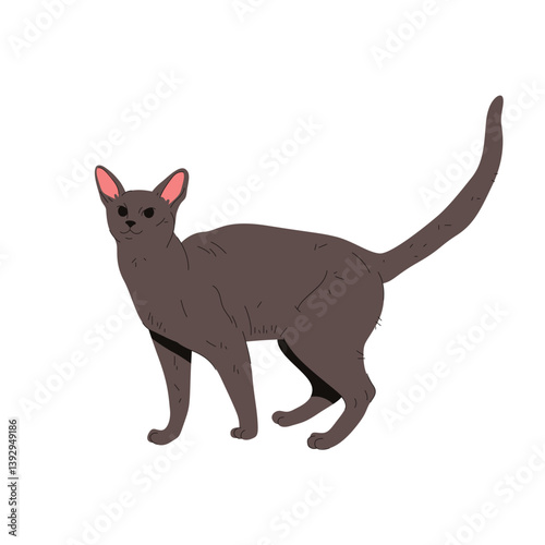 Burmese cat or korat feline animal. Vector domestic mammal with tail and whiskers. Kitten or kitty, puss or pussycat, purebred catling. Cartoon domesticated burma pussycat. Breed and zoology, fauna