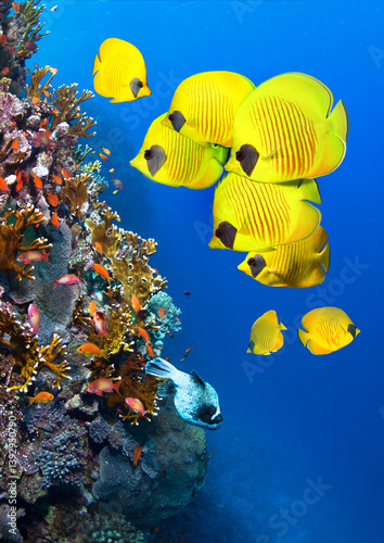 Underwater image of coral reef and School of Masked Butterfly Fish.
