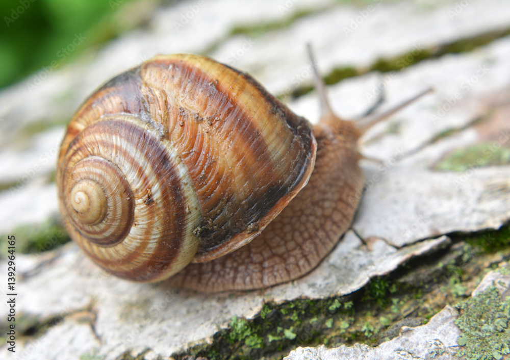 In nature, the large snail Helix lucorum In nature, the large snail Helix lucorum