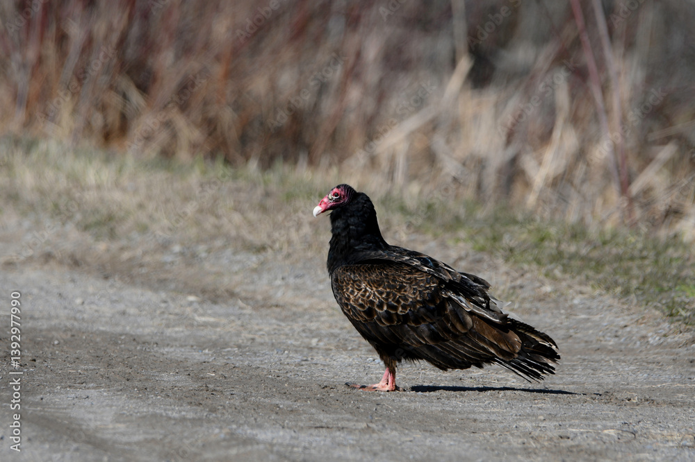 Turkey Vulture walks along a country road Turkey Vulture walks along a country road