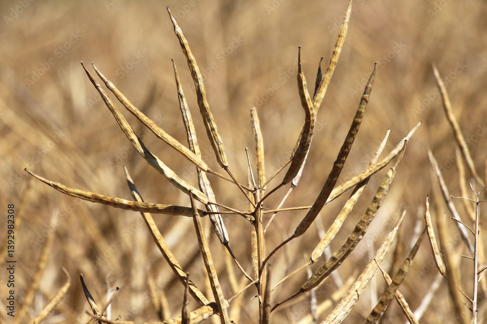 Rapeseed pods ripen on the stems in the field.