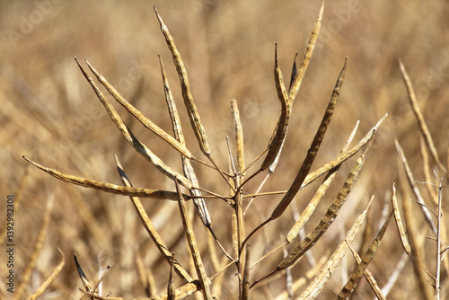 Rapeseed pods ripen on the stems in the field.