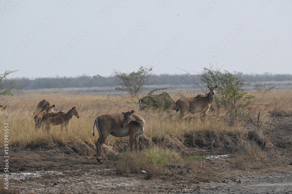 Naklejka premium A group of nilgai deers are seen in the forest area