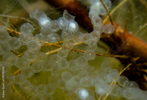 Bild auf Leinwand Macro photo of perch (Perca fluviatilis) eggs underwater