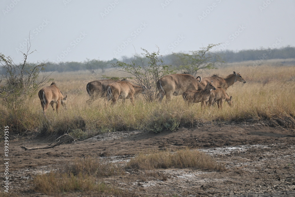 A group of nilgai deers are seen roaming freely in the jungle area A group of nilgai deers are seen roaming freely in the jungle area