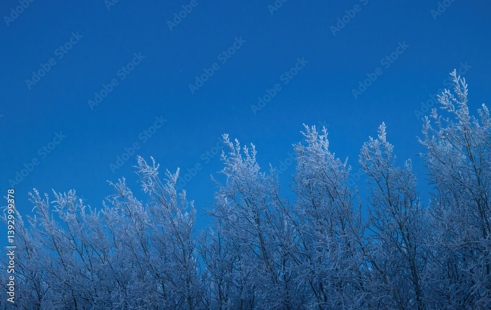 White snow covered trees on winter afternoon in Alaska White snow covered trees on winter afternoon in Alaska