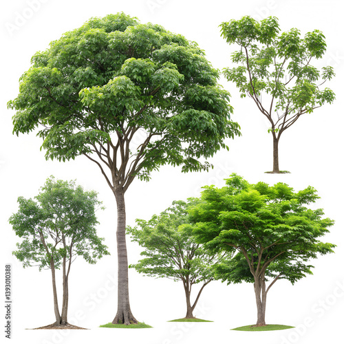 Set of tropical trees, isolated tree PNG, palm tree transparent background, exotic jungle foliage, tropical plant clipart