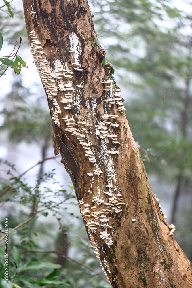 Fungi on a Tree Trunk in a Forest