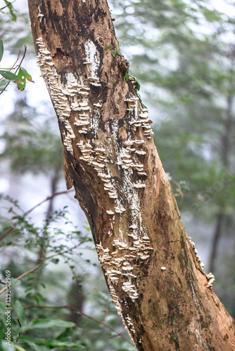 Obraz na płótnie Fungi on a Tree Trunk in a Forest w salonie