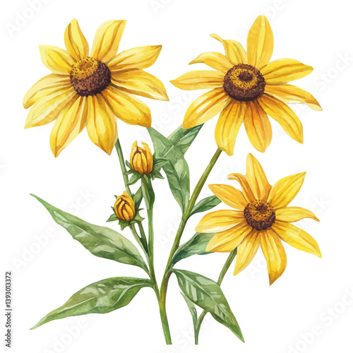 Rudbeckia branch, watercolor illustration, isolated on a white background.

