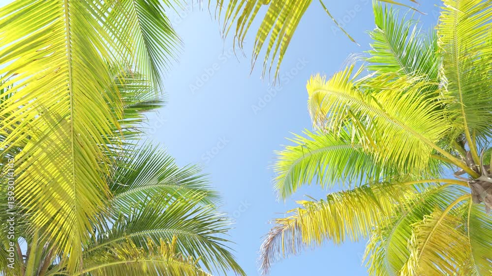 Upward view of coconut palm leaves swaying gently against a bright blue sky. Tropical summer vibe, perfect for vacation, nature, relaxation, and beach-themed content Upward view of coconut palm leaves swaying gently against a bright blue sky. Tropical summer vibe, perfect for vacation, nature, relaxation, and beach-themed content