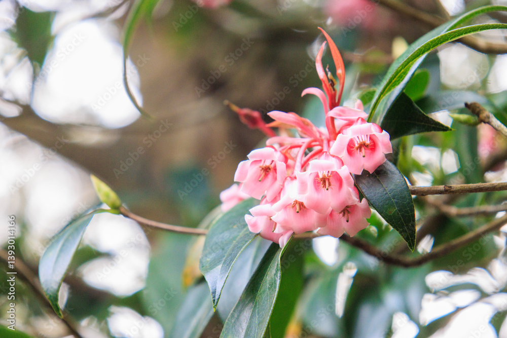 Pink Bell-Shaped Flowers of Enkianthus Quinqueflorus
