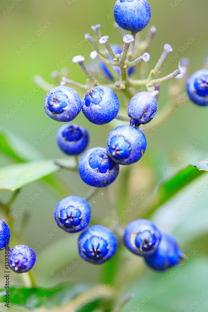 A Bountiful Harvest: Blue Berries Close Up