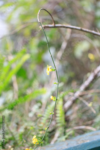 Obraz na płótnie Twisting Vine of Delicate Yellow Blossoms Adorning Nature's Canvas w salonie