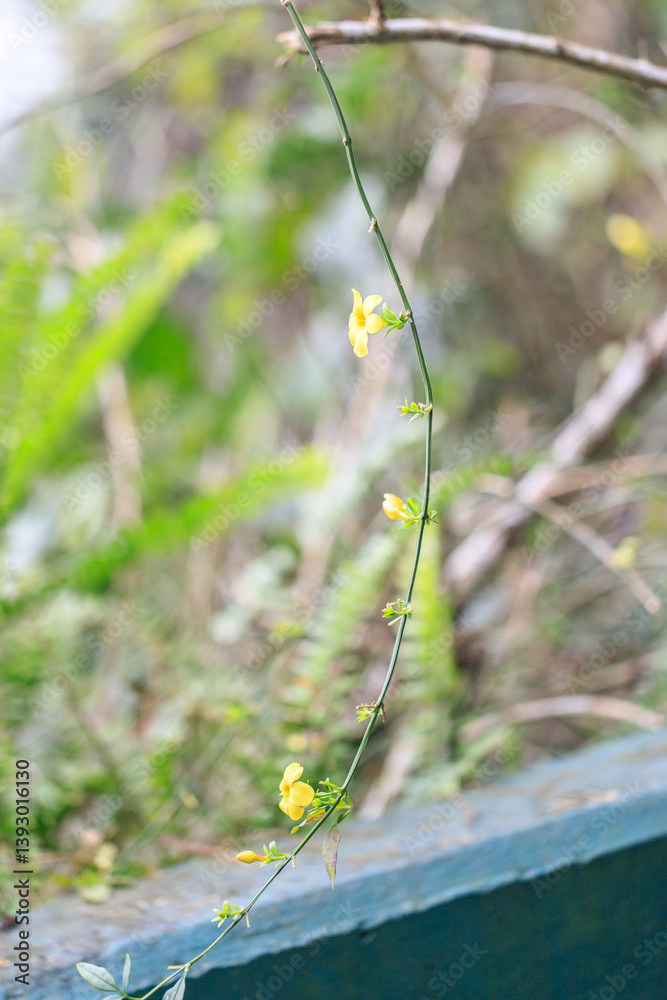 Twisting Vine of Delicate Yellow Blossoms Adorning Nature's Canvas