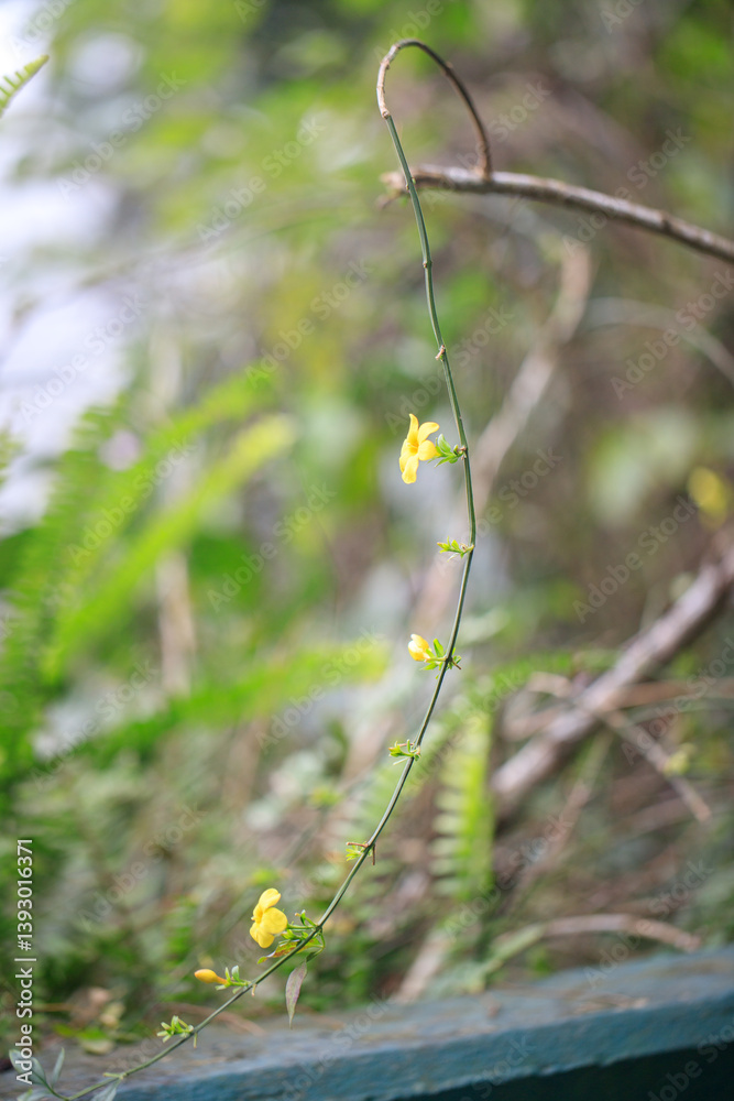 Twisting Vine of Delicate Yellow Blossoms Adorning Nature's Canvas