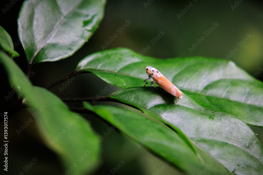 Orange and Brown Leafhopper on a Green Leaf