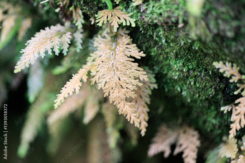 Fern Frond Detail on Mossy Bark