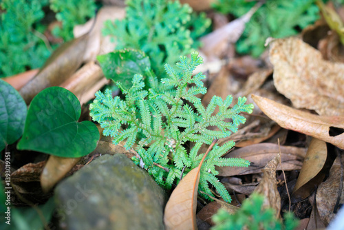Vibrant Green Fern Amidst Forest Floor Debris