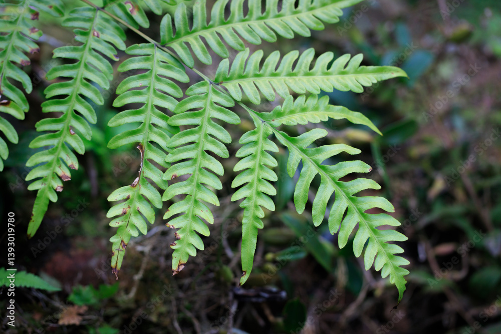 Fern Frond Close-up in Natural Habitat