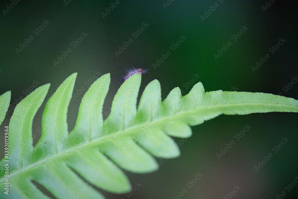 Tiny Insect on Fern Frond Close-up