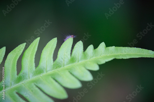 Obraz na płótnie Tiny Insect on Fern Frond Close-up w salonie
