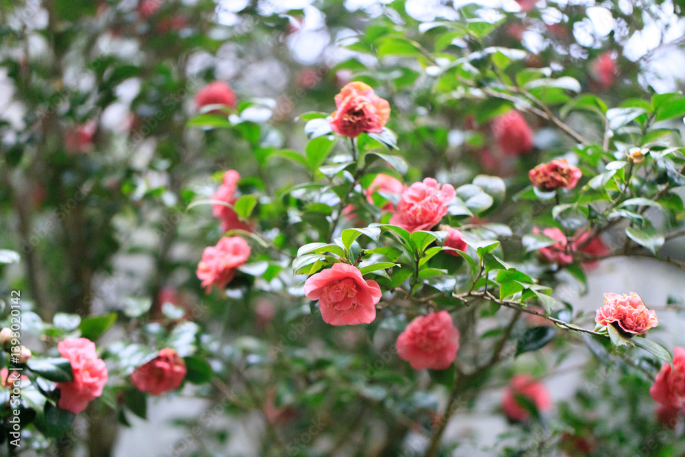 Vibrant Camellia Bloom in Spring Vibrant Camellia Bloom in Spring
