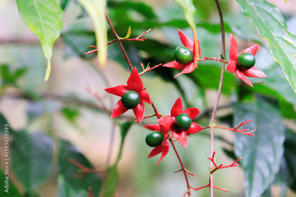 Clerodendrum Trichotomum Flowers and Berries