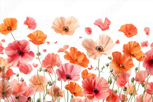 Colorful poppies and cornflowers on a white background