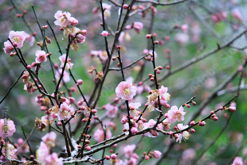Obraz na płótnie Pink Plum Blossoms on Bare Branches w salonie