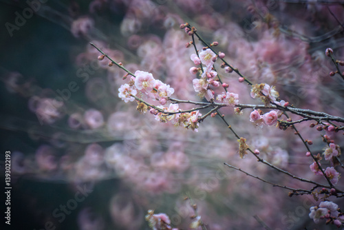 Pink Plum Blossoms on Bare Branches