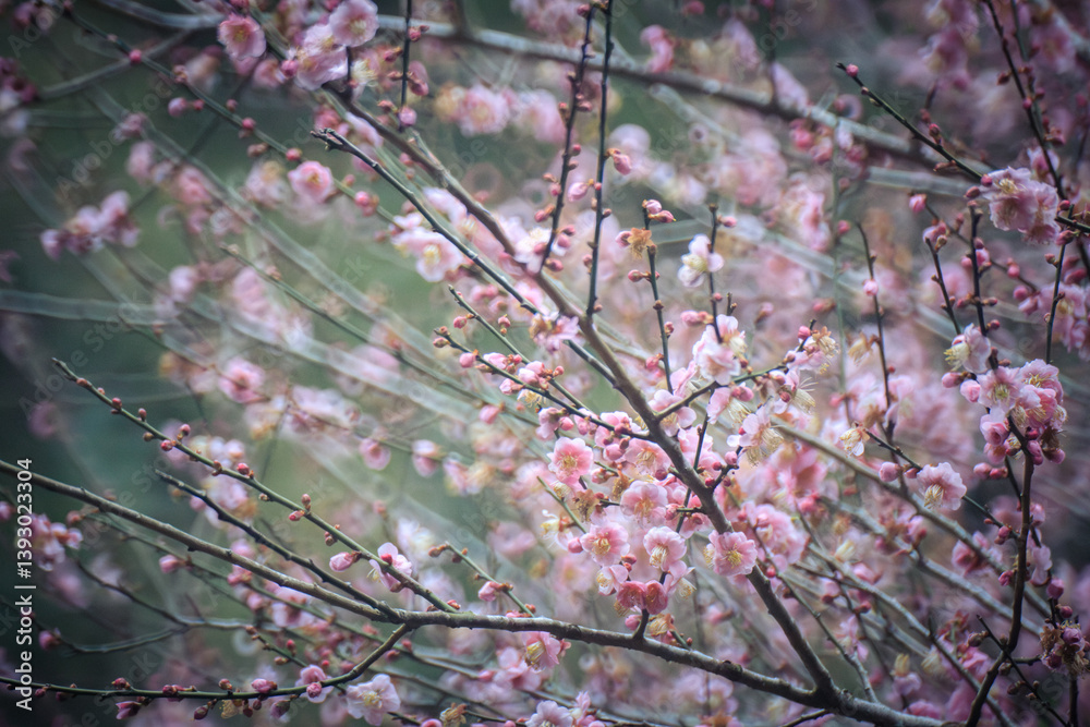 Pink Plum Blossoms on Bare Branches
