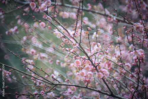 Obraz na płótnie Pink Plum Blossoms on Bare Branches w salonie
