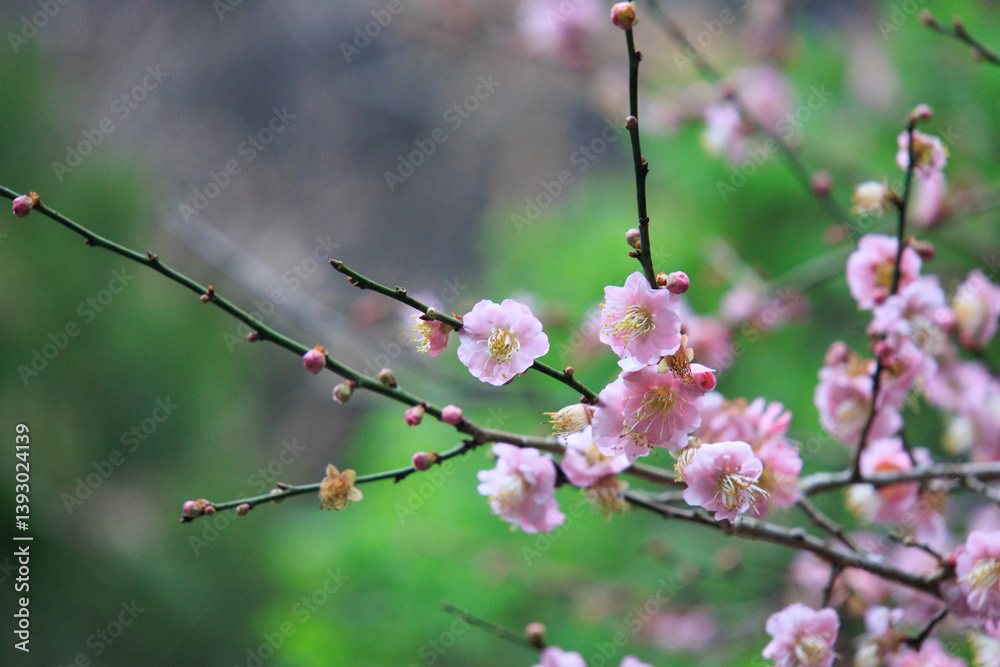 Pink Plum Blossoms on Bare Branches