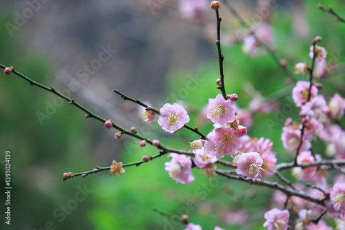 Obraz na płótnie Pink Plum Blossoms on Bare Branches w salonie