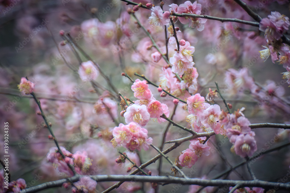Pink Plum Blossoms on Bare Branches