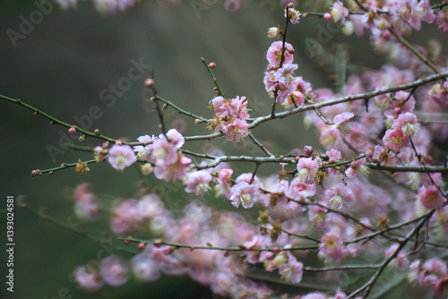 Obraz na płótnie Pink Plum Blossoms on Bare Branches w salonie