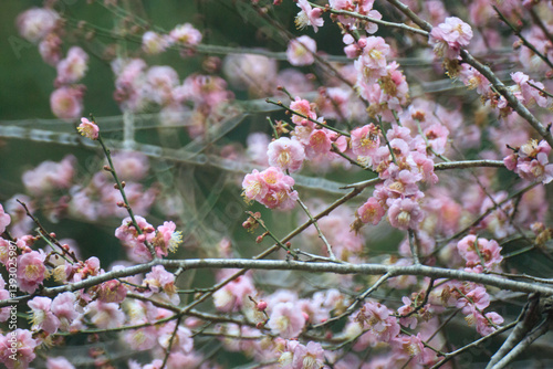 Pink Plum Blossoms on Bare Branches