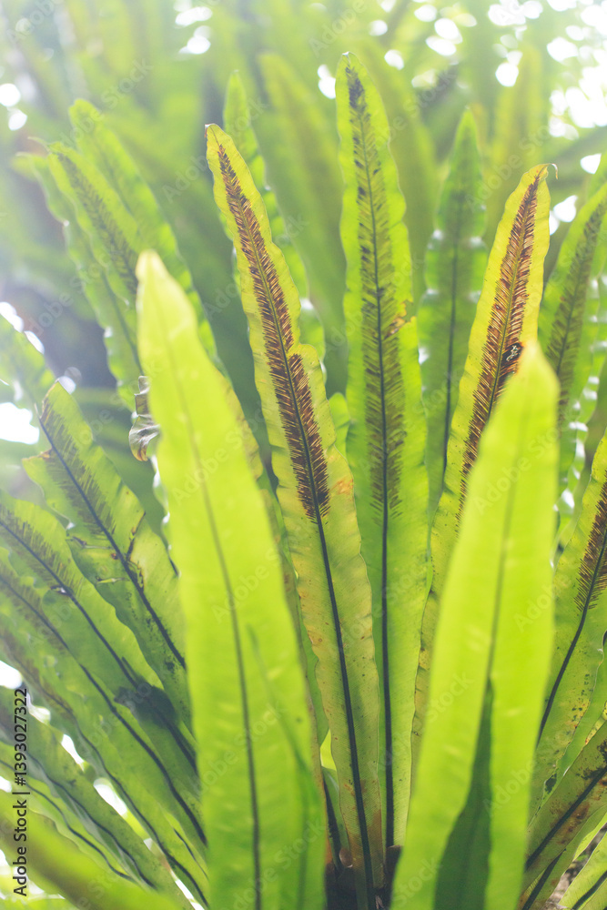 Bird's Nest Fern Leaf Close-up
