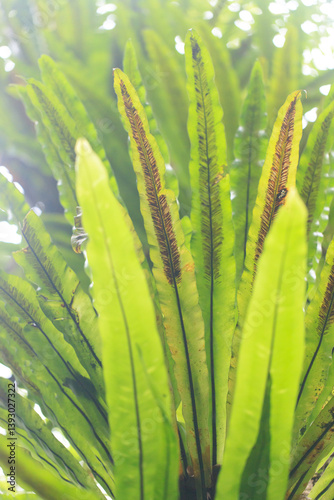 Obraz na płótnie Bird's Nest Fern Leaf Close-up w salonie