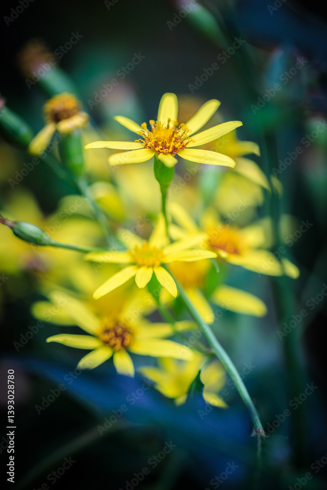 Golden Wildflowers: A Burst of Vibrance in Nature