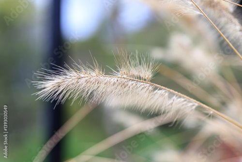 Obraz na płótnie Close-up of African Fountain Grass w salonie