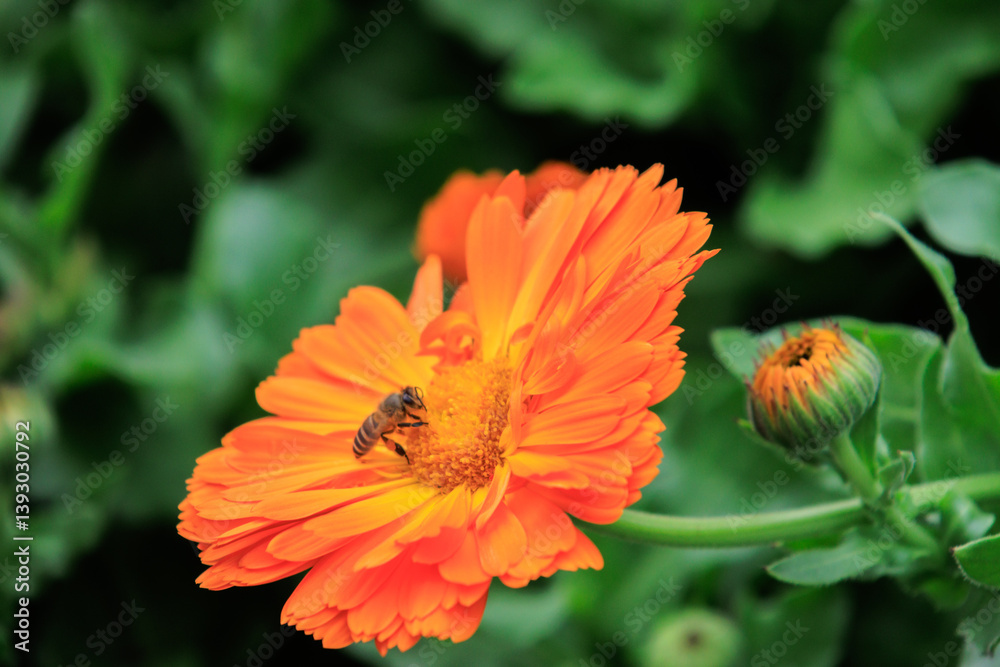 Honey Bee on Orange Calendula Flower