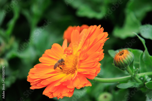 Obraz na płótnie Honey Bee on Orange Calendula Flower w salonie