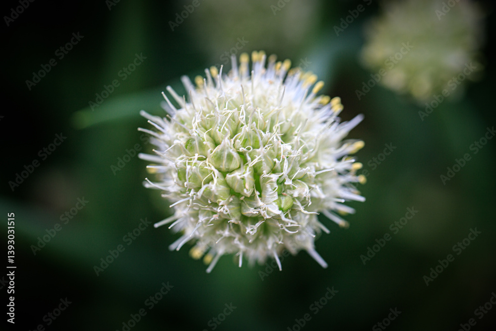 White Allium Flower with Spiky Stamens White Allium Flower with Spiky Stamens