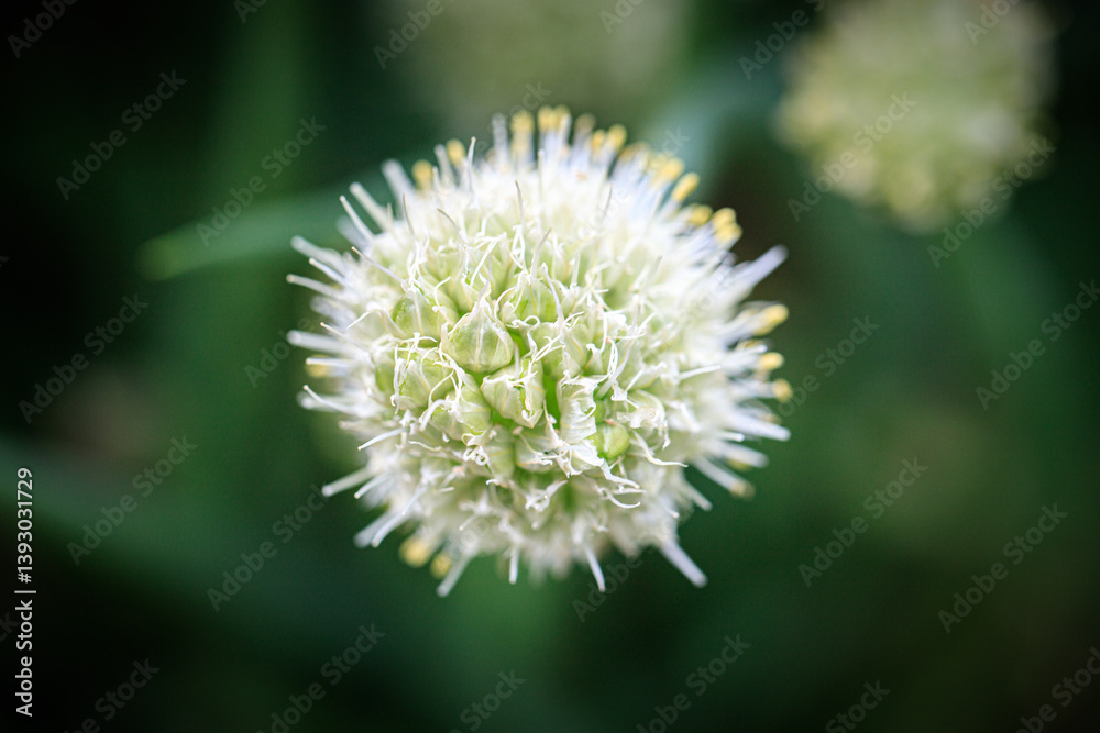 White Allium Flower with Spiky Stamens